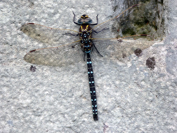 dragon fly